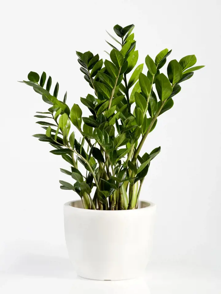 Zamiokulkas byl původně rostlinou známou z kanceláří, jeho půvab jej dovedl i do domácností.
