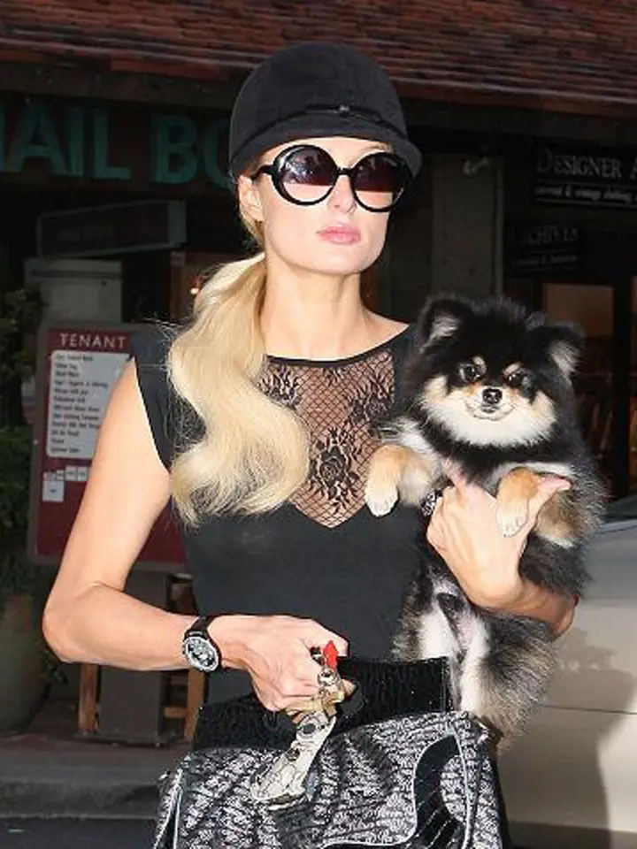 Paris Hilton na nákupech se svým psíkem