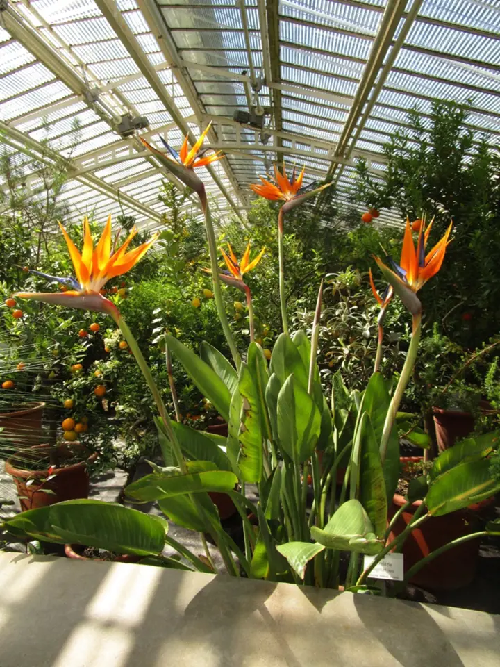 Strelície královská (Strelitzia reginae) se často pěstuje ve sklenících botanických zahrad.