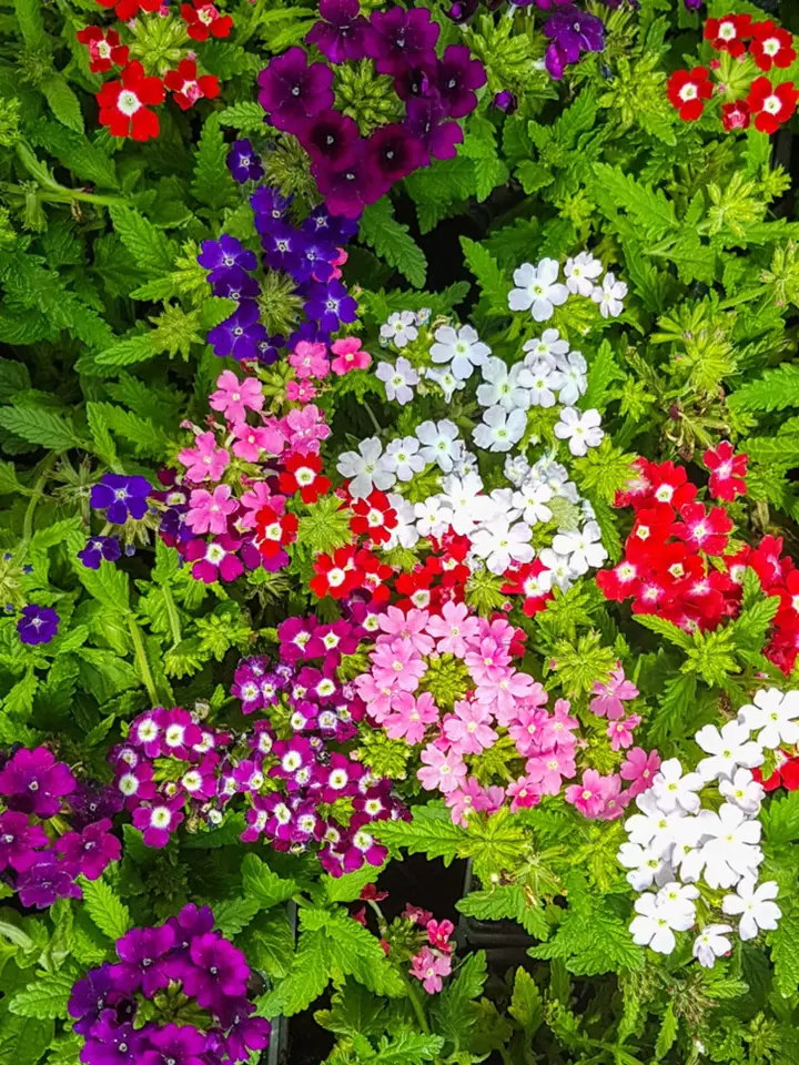 Verbeny nás okouzlují různými barvami svých květů. 