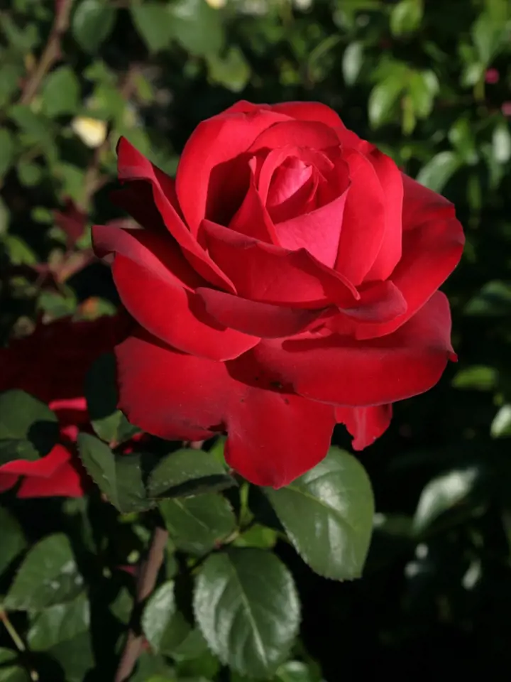 Velkokvětá růže Grande Amore