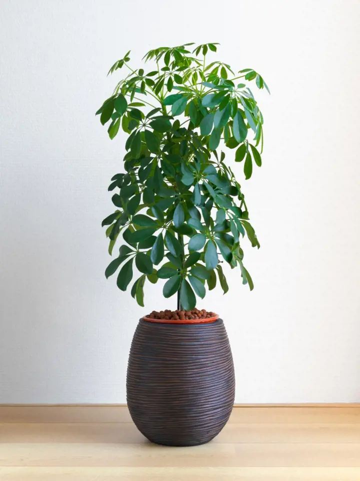 Tato rostlina, šeflera dlanitolistá, bývá v pokojových podmínkách pěstována v mnoha různých kultivarech.