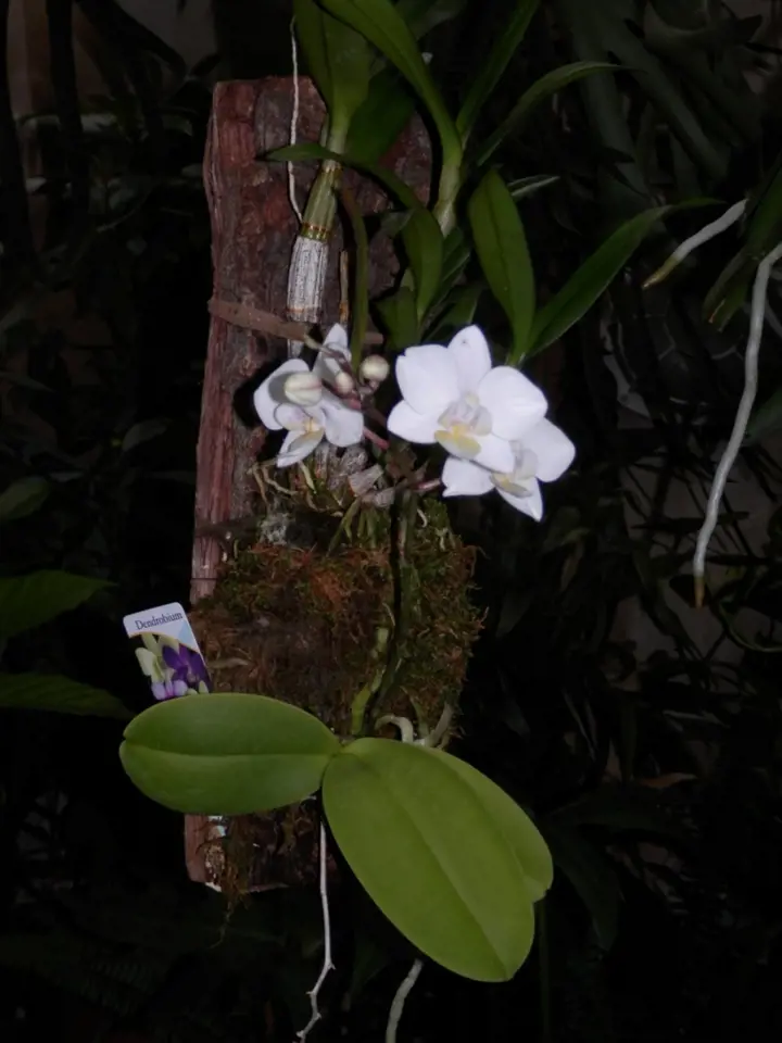 Phalaenopsis uchycený na kusu kůry.