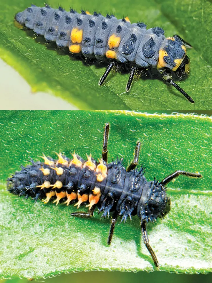 Larva slunéčka sedmitečného (nahoře) a larva slunéčka východního (dole)