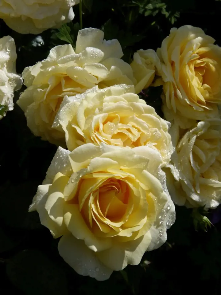 Růže odrůdy Gartenpass
