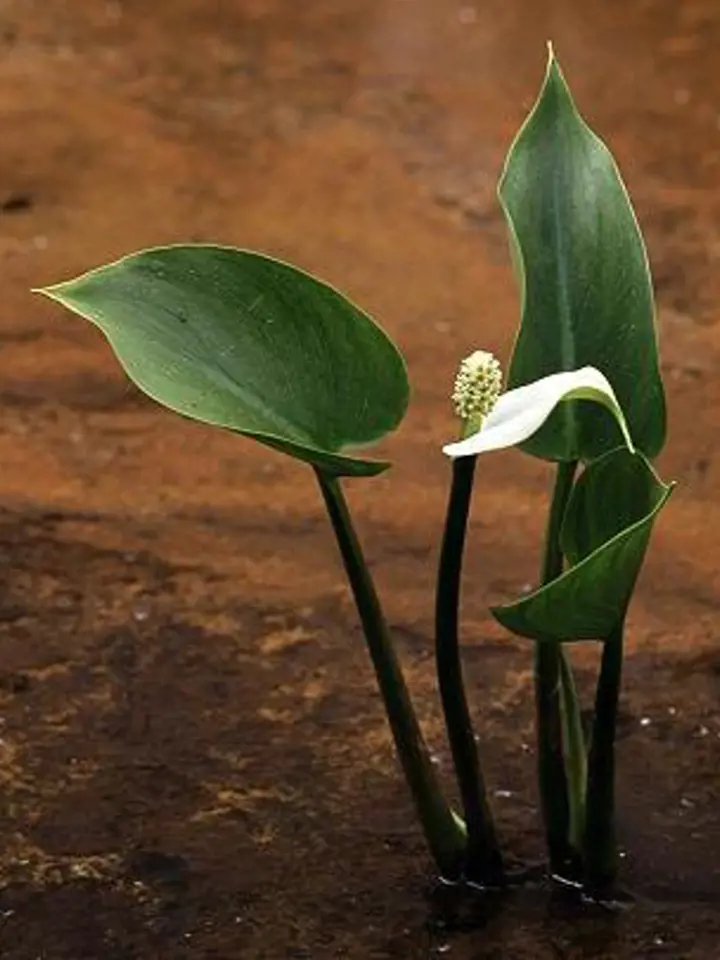 Ďáblík bahenní (Calla palustris)