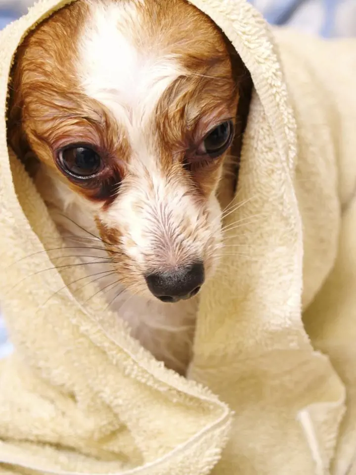 Pes by měl mít své vlastní ručníky