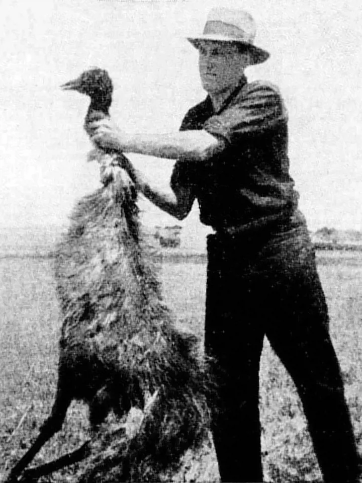 Válka s emuy