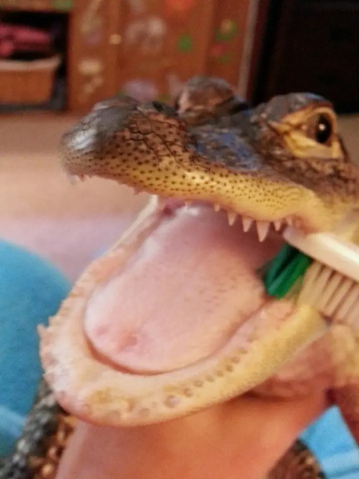 Aligátora Conrada naučila i zubní hygieně.