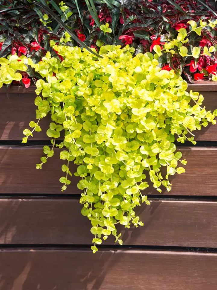 Vrbina penízková nabídne pro společné výsadby svěží žluto-zelené listy. 