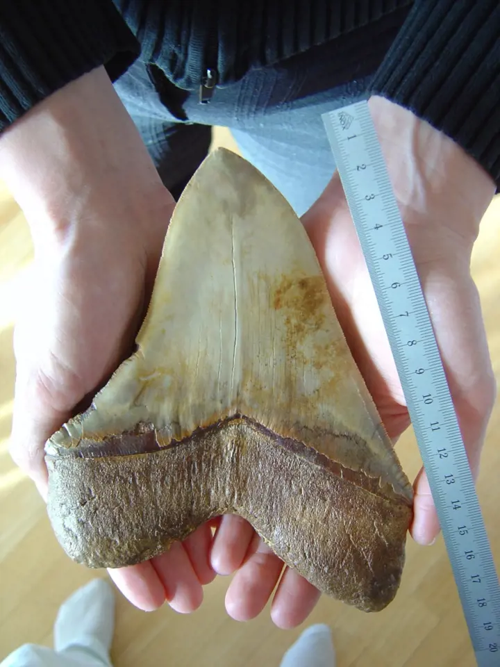 Zub megalodona v porovnání s lidskou dlaní.
