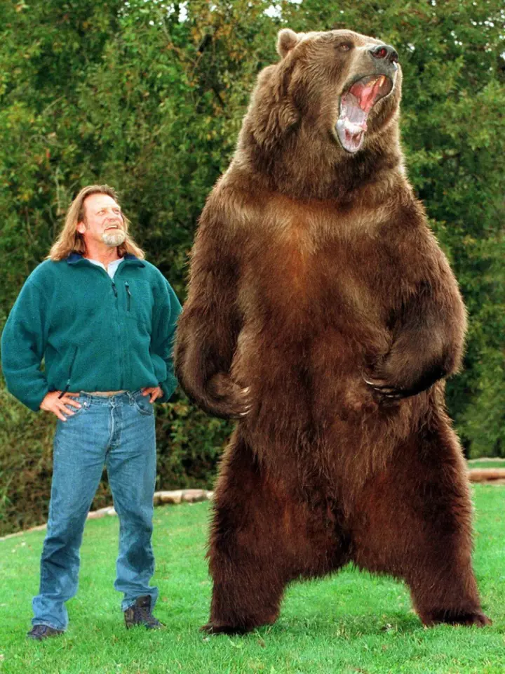 Medvěda grizzlyho ve zverimexu neseženete.