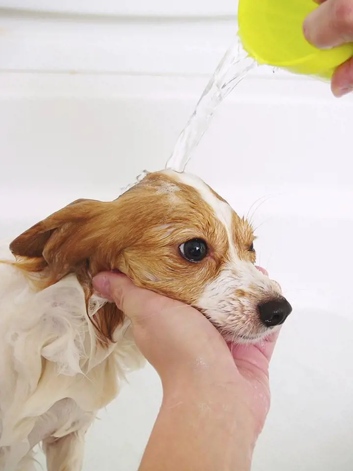 Jen málo psů se rádo koupe