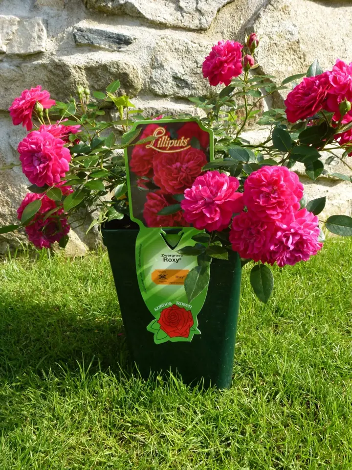 Růže v dostatečně velkém kontejneru na terase nebo na balkoně dobře prosperují a krásně kvetou, příkladem je třeba miniaturní růže Roxy