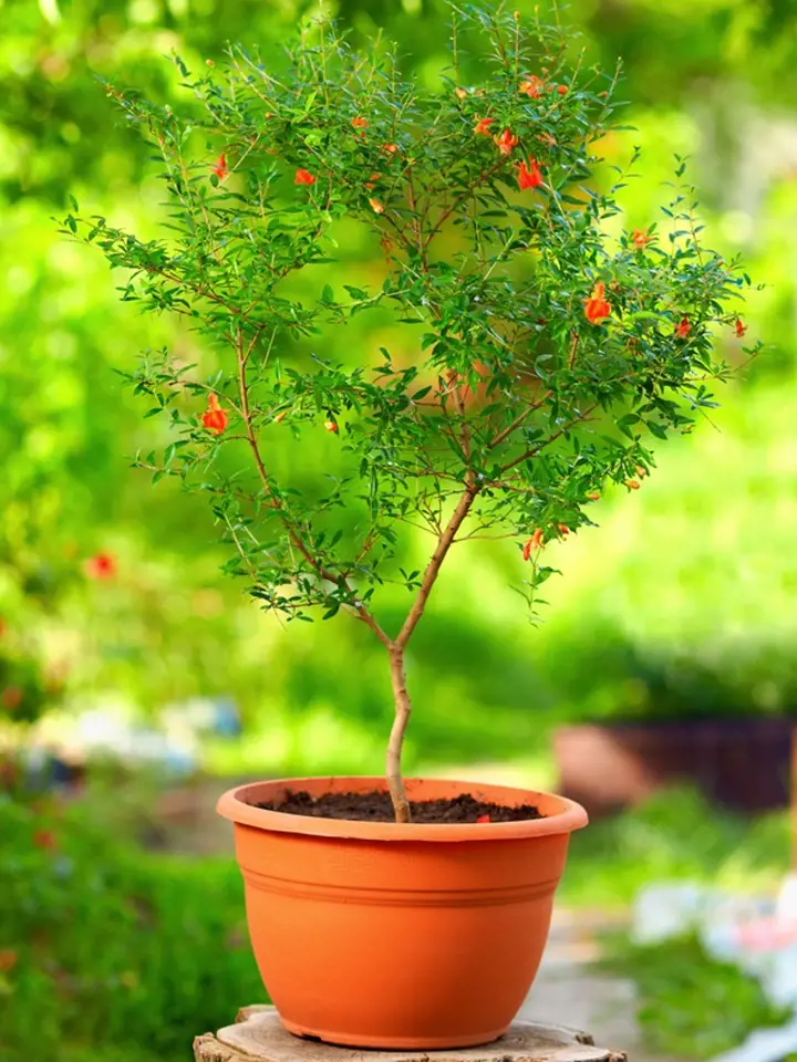 I malý stromek granátovníku (Punica granatum) ochotně kvete