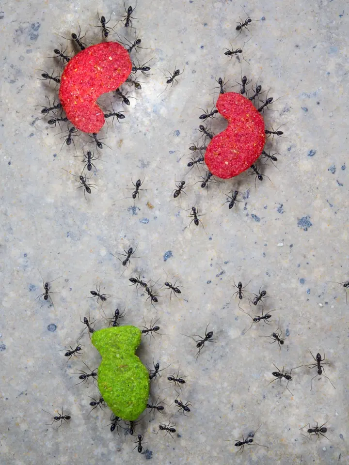 Mravenci unesou až stonásobek své váhy.