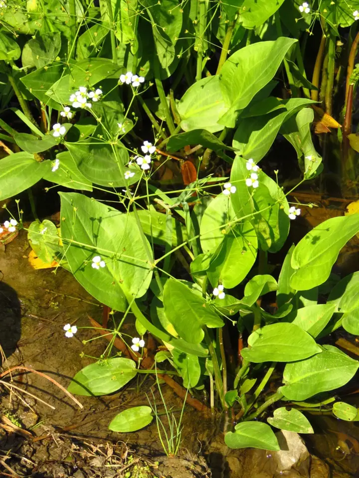Žabník jitrocelový (Alisma plantago-aquatica)