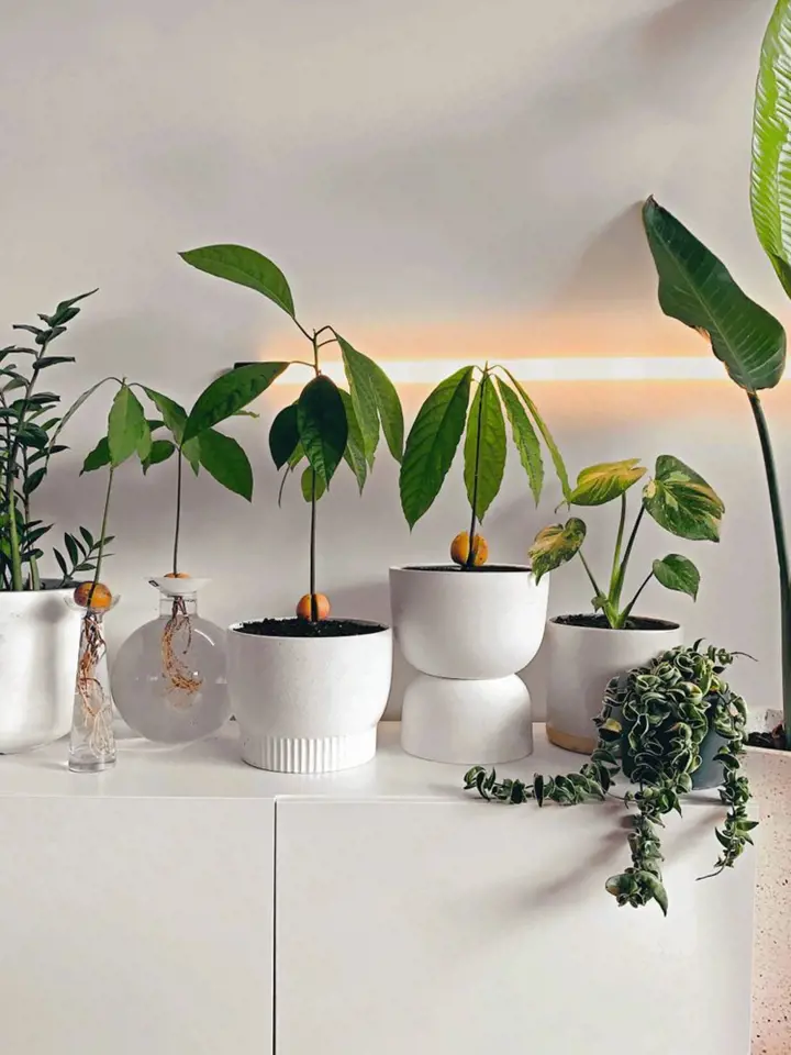 Dostatek světla může klíčícím avokádům zajistit i umělé osvětlení pro rostliny