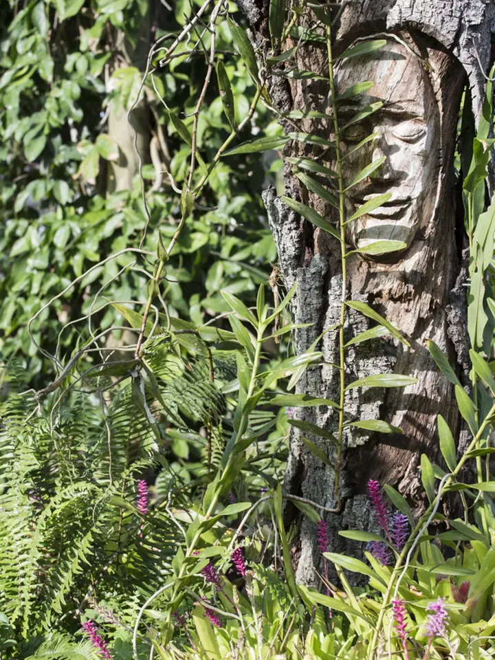 Uschlý strom může znovu ožít jako umělecké dílo zdobící zahradu