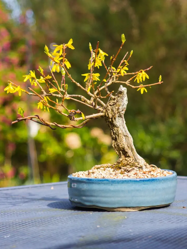 Zlatice prostřední 'Spectabilis' tvarovaná jako bonsaj.
