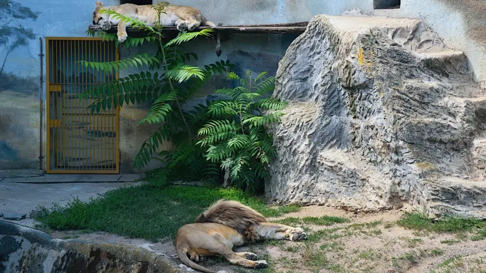 Lvi odpočívají v ZOO v Ústí nad Labem