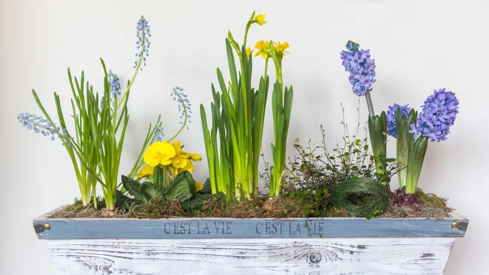 Jarní truhlík ve žluté a modré barvě: modřence, primule, narcisy a hyacinty.