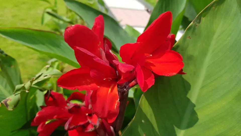 Sytě červené květy kany jsou nepřehlédnutelné.