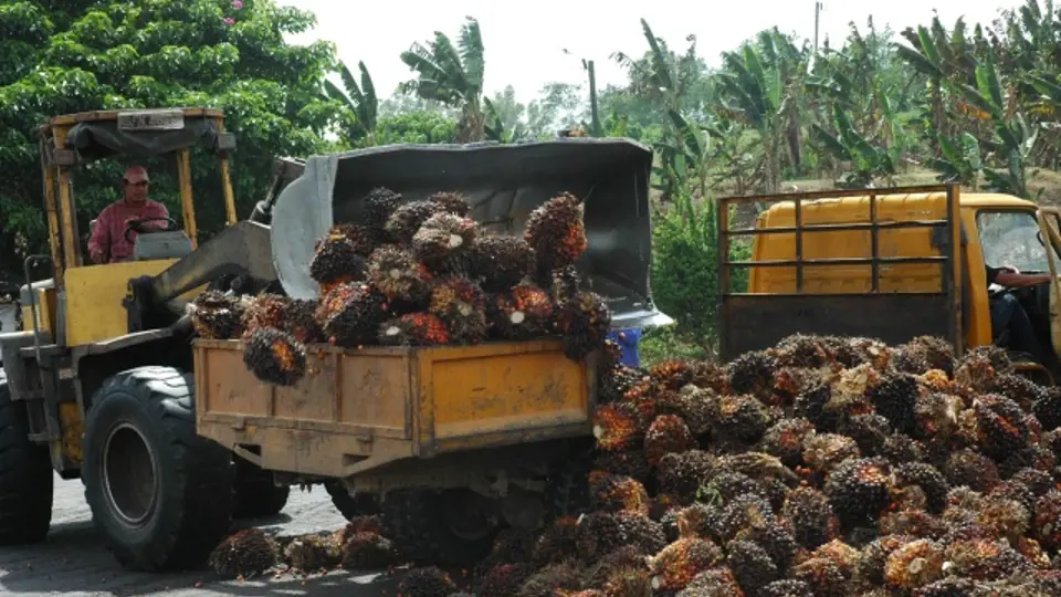 Palmový olej, ilustrační foto