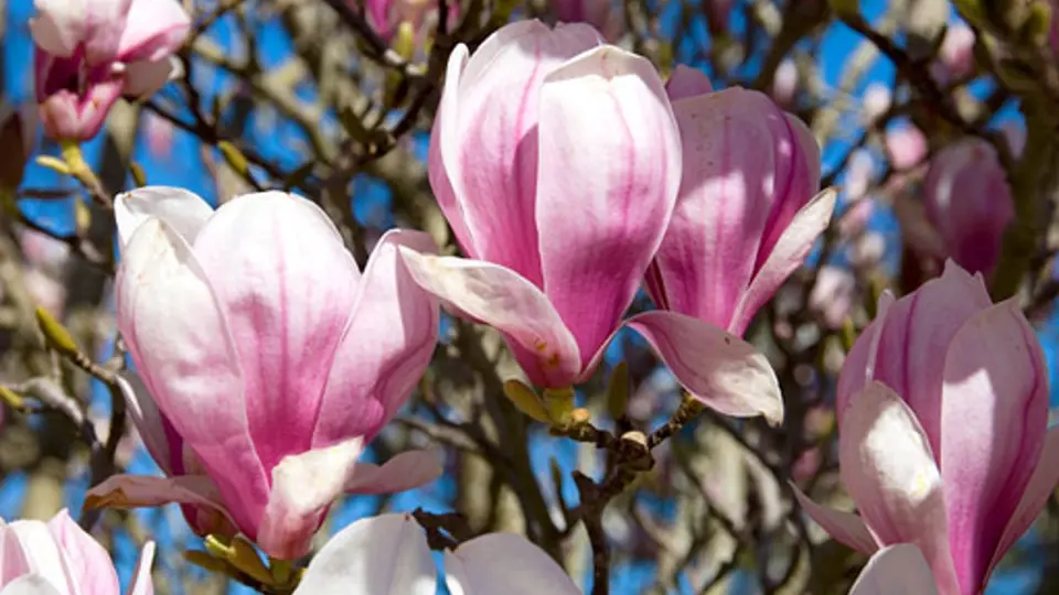 šácholan soulangeův (Magnolia soulangiana)