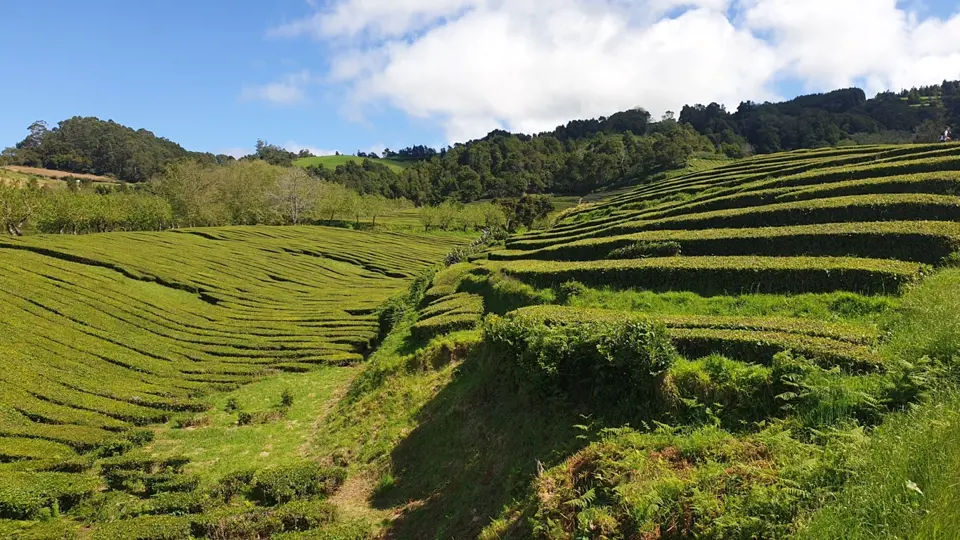 Ostrov São Miquel je jedním z mála míst v Evropě, kde se pěstuje a zpracovává čaj.