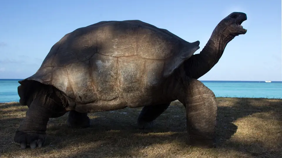Natáčení filmu Aldabra: Byl jednou jeden ostrov