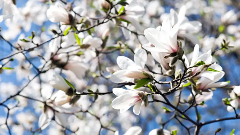 šácholan japonský (Magnolia kobus)