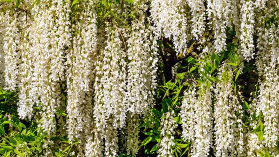 Bíle kvetoucí kultivar vistárie květnaté (Wisteria floribunda)