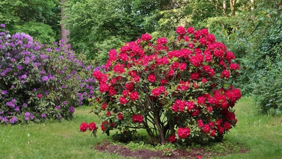 Řez pomůže udržet rododendron košatý