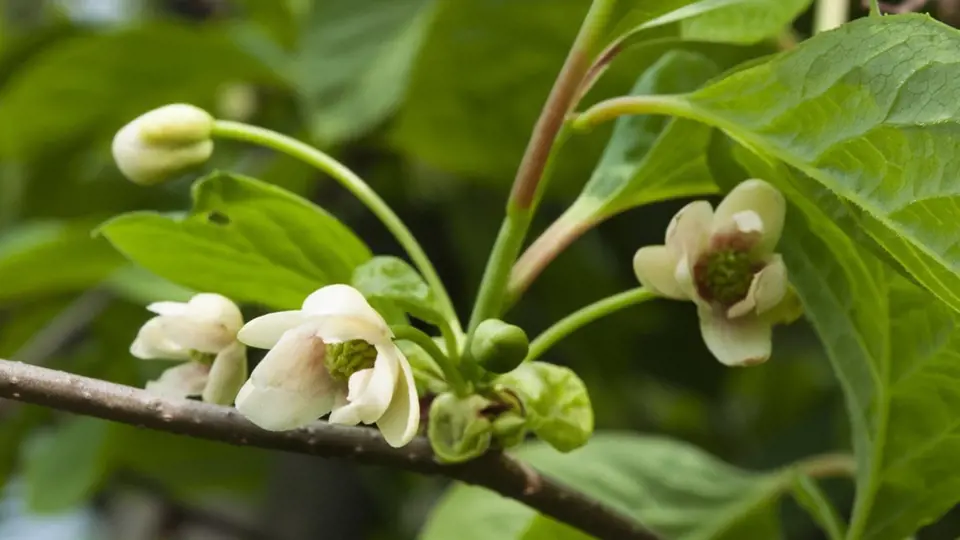 květy klanoprašky čínské