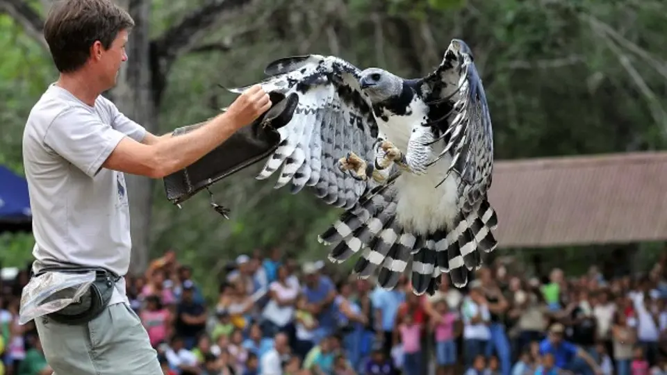 13 April 2008 - Pananma City, Panama - A man trains a Harpy eagle, Panamanian national bird, during an event to celebrate the seventh national bird's day at a conservation centre in the Summit Park ne