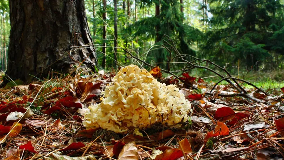 Kotrč kadeřavý (Sparassis crispa) je houba, která parazituje převážně na kořenech borovic.