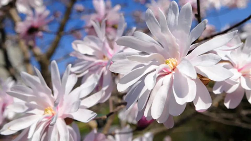 šácholan hvězdovitý (Magnolia stellata)
