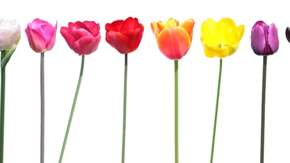 Škála barev květů tulipánů je opravdu široká.