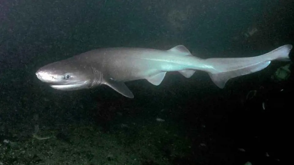 Žralok šedý. Ilustrační fotografie