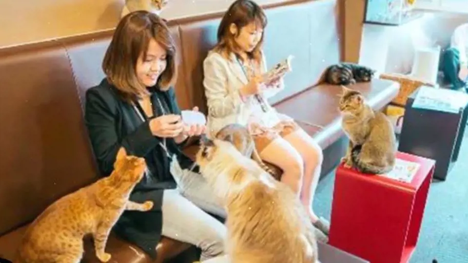 V této restauraci se volně pohybuje několik desítek koček!