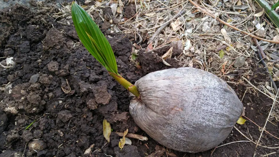 Klíčící kokosový ořech.
