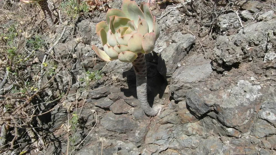 Sukulentní endemická rostlina rodu Eonium