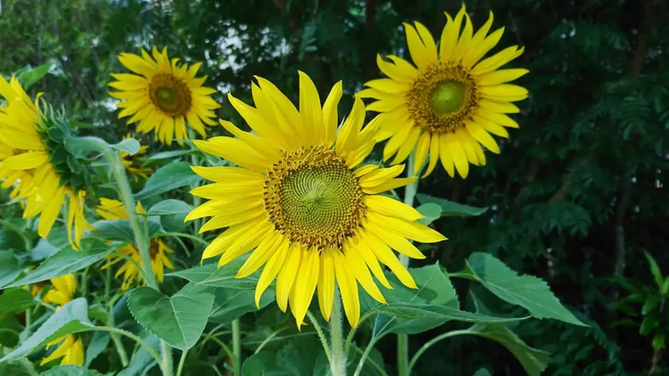 Slunečnice mohou posloužit i jako kvetoucí větrolam