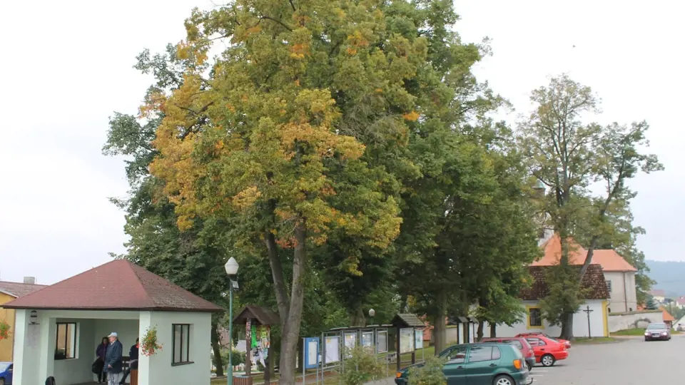 Ošetřováním stromů v centru Jankova, i v přidružených obcích, se nyní zabývají odborníci.