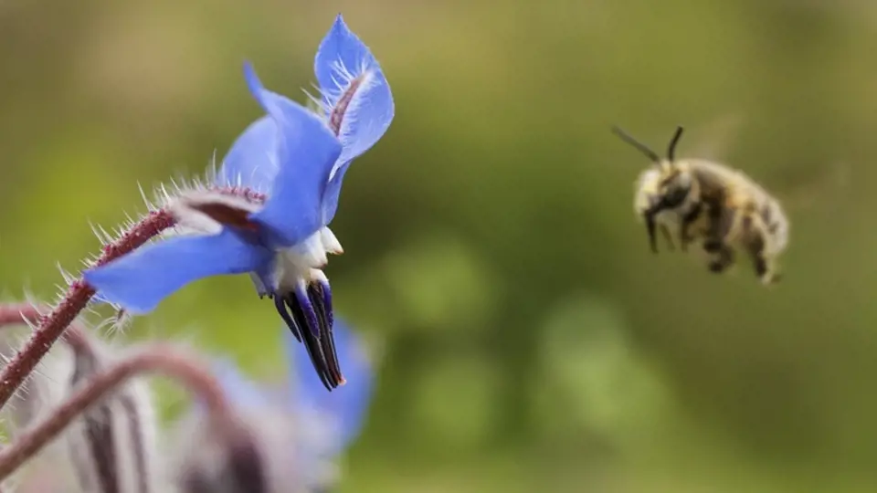 Brutnák nabízí nektar od jara do podzimu, rozkvétá postupně po celou sezónu