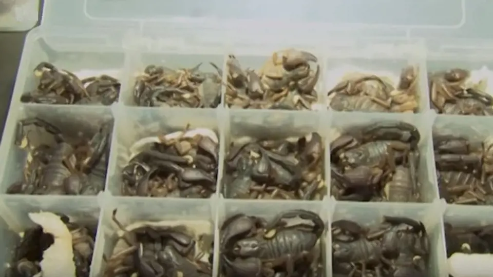 Škorpioni byli úhledně zabaleni v plastových krabičkách.