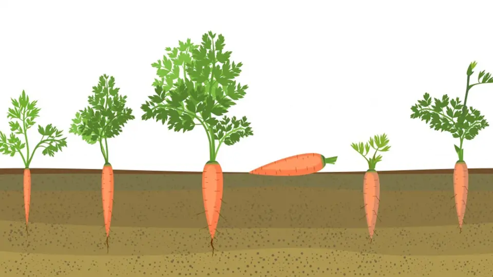 Životní cyklus dvouleté zeleniny: Semena získáme až druhým rokem