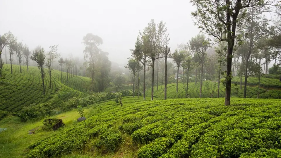 Péče o čajové plantáže je těžká a špatně placená.