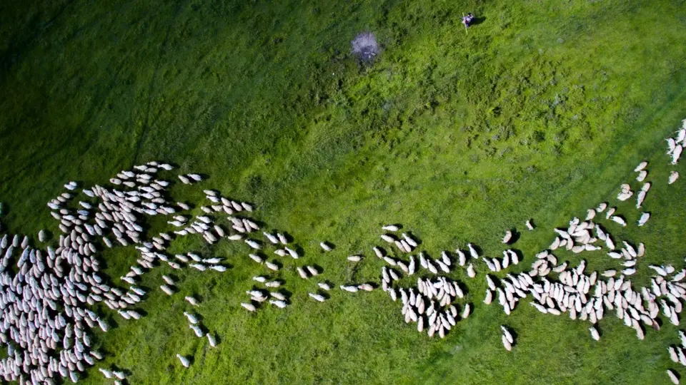2. místo v kategorii příroda: Stádo ovcí, Rumunsko